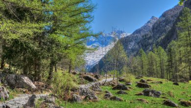 Photo of Approvata dall’UE la Legge per il Ripristino della Natura