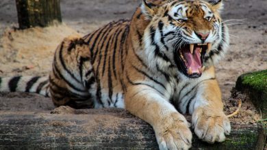 Photo of Ogni 29 luglio si celebra la Giornata Mondiale della Tigre. Ci sono buone notizie ma rimane a rischio estinzione