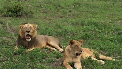 Photo of Il 10 agosto si è festeggiata la Giornata mondiale del leone. Il WWF ha sottolineato quanto sia a rischio