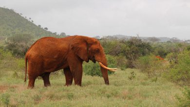 Photo of Il 12 agosto ricorre la Giornata mondiale dell’elefante, un evento internazionale dedicato alla conservazione e alla protezione di questo animale