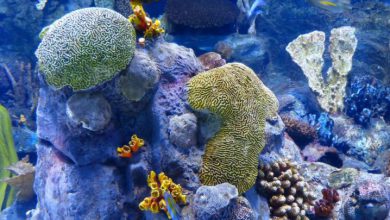 Photo of Australia, prevista ondata di caldo marino letteralmente fuori scala