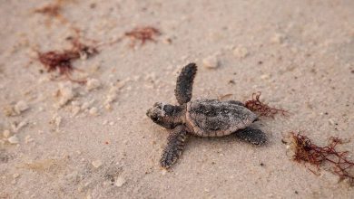 Photo of Tartarughe Caretta caretta, record di nidi nella caldissima estate 2023