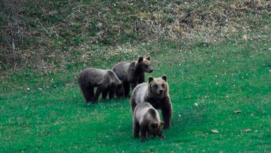 Photo of Crimini di natura, in Italia leggi e pene troppo blande: la denuncia del WWF