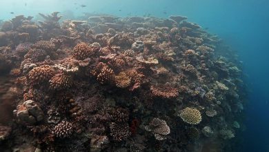 Photo of I coralli del Golfo di Trieste vittime di sbiancamento: ma c’è ancora una speranza