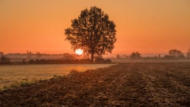 Photo of Crisi climatica e perdita di biodiversità: 200 riviste scientifiche chiedono all’OMS di dichiarare Emergenza Sanitaria Globale