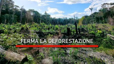 Photo of Amazzonia in pericolo: per la sua tutela LetItTrees propone adozioni di parti di foresta