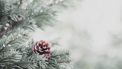 Photo of Tendenza meteo Italia: maggior stabilità e temperature in rialzo a inizio dicembre