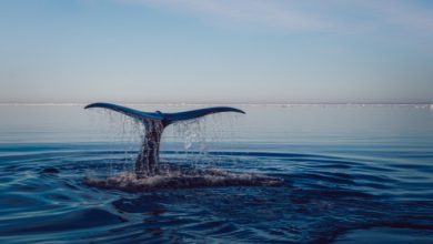 Photo of Oceani, Cile primo Paese al mondo a ratificare il Trattato globale: cosa prevede e perché l’Italia deve seguire l’esempio