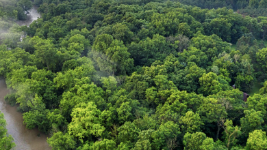Photo of Il 47% della foresta amazzonica è a rischio: il punto di non ritorno entro il 2050