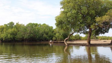 Photo of Giornata mondiale delle zone umide: si celebra ogni anno per aumentare la consapevolezza sulla loro importanza e tutela