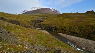 Photo of Sulla calotta glaciale della Groenlandia ora fiorisce la vita vegetale: è un problema