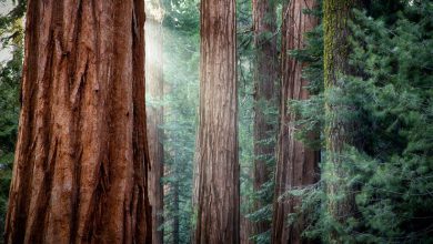 Photo of Sequoie giganti, sorprende la loro crescita nel clima del Regno Unito