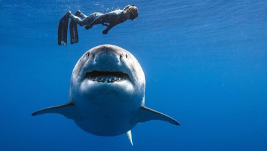 Photo of Oceano sempre più caldo, lo squalo ne beneficia: la nuova scoperta