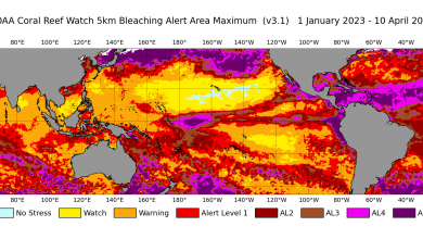 Photo of Grande Barriera Corallina: confermato il quarto evento globale di sbiancamento dei coralli