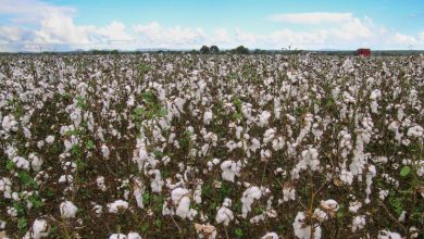 Photo of “H&M e Zara usano cotone che aumenta la deforestazione”: la denuncia di una Ong contro i giganti del fast fashion
