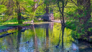 Photo of Milano, erba alta nei parchi per proteggere la biodiversità e contrastare il caldo