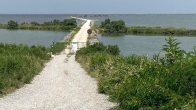Photo of Non perdetevi gli appuntamenti speciali con le Oasi del WWF. Fino al 26 maggio più di 100 eventi