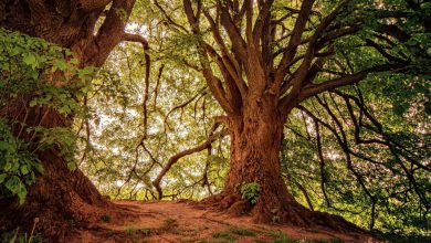 Photo of Cambiamenti climatici e foreste: non tutte le specie di alberi ce la faranno a resistere