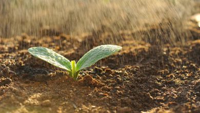 Photo of L’odore della pioggia che cade sulla terra asciutta: come si chiama e da dove arriva?