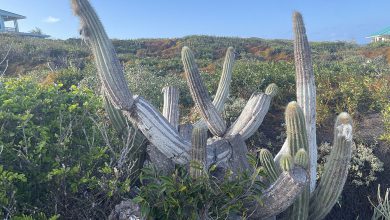 Photo of Aumento del livello del mare ha causato in Florida la sua prima estinzione locale di una specie