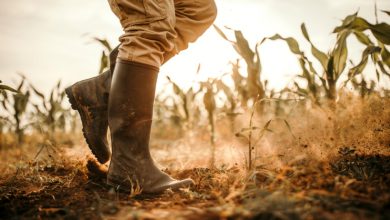 Photo of La crisi climatica è la principale colpevole per fame e malnutrizione
