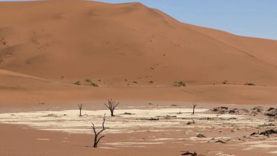 Photo of Grave siccità in Sud Africa: in Namibia si macellano gli animali selvatici per sostentare la popolazione