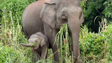 Photo of Specie a rischio, si allunga la Lista Rossa: migliaia di nuove entrate, ci sono anche gli elefanti del Borneo