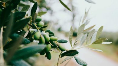 Photo of Siccità e produzione di olio: drastico calo in Sicilia. Dati allarmanti