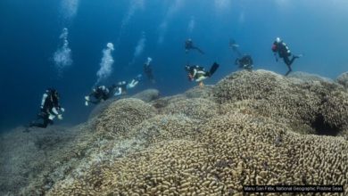 Photo of Trovato il corallo più grande del mondo: ha un’età stimata tra i 300 e i 500 anni