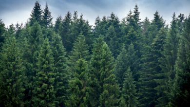 Photo of La Danimarca punta su un miliardo di alberi: una svolta per il paesaggio e l’ambiente