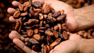 Photo of Cioccolato a rischio per il cambiamento climatico: minacciata la produzione del cacao