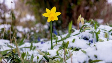 Photo of Primavera meteo al via domani, ma arrivano freddo e maltempo