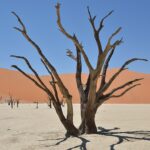 Deadvlei Namibia Credits Pavel Špindler.jpg