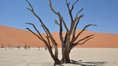 Photo of Deadvlei: Il Fascino Surreale del Deserto africano del Namib