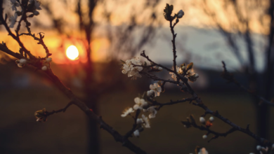 Photo of Meteo Pasqua-Pasquetta: verso un miglioramento?