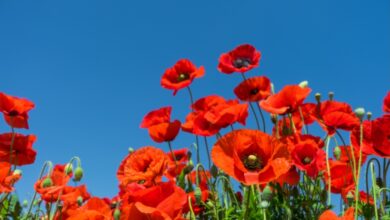 Photo of Meteo 1 Maggio: Ponte con il sole o rischio temporali? La tendenza aggiornata