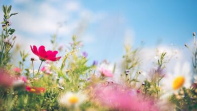 Photo of Come sarà il tempo nel ponte del Primo Maggio? Ecco gli ultimi aggiornamenti meteo