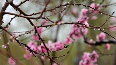 Photo of Meteo Pasqua e Pasquetta: le previsioni per le feste e il rischio di maltempo