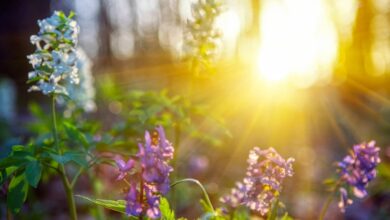Photo of Meteo, quando arriva il caldo? Gli ultimi aggiornamenti