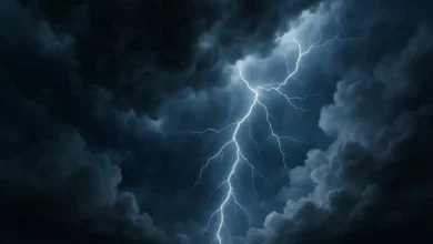 Photo of Maltempo a Palermo: alberi crollati e disagi in via San Martino e via Ausonia