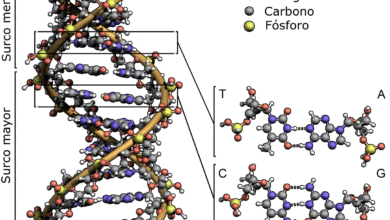 Photo of Garlasco, svolta nelle indagini sul delitto di Chiara Poggi: DNA di uomo ignoto trovato da nuove analisi