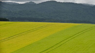 Photo of Caldo record in Giappone: 210 stazioni oltre i 35°C e picchi storici a Hokkaido