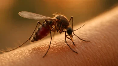 Photo of West Nile virus in Italia: situazione attuale, diffusione e rischi per la salute