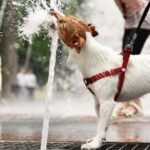 previsioni meteo caldo africano cani salute
