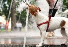 Photo of Caldo estivo, come proteggere cani e gatti