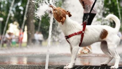 Photo of Caldo estivo, come proteggere cani e gatti