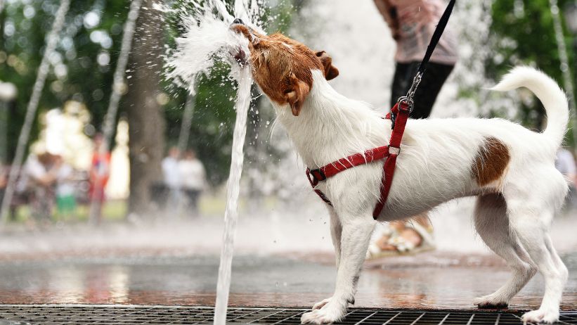 previsioni meteo caldo africano cani salute