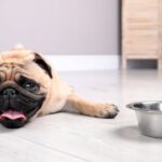 previsioni meteo caldo africano cani salute (3)