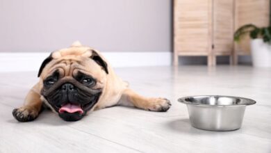 Photo of Caldo africano sull’Italia, come proteggere la salute dei nostri cani? Consigli utili e previsioni meteo