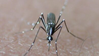 Photo of Chikungunya a Modena: casi in aumento tra Carpi, Concordia e San Prospero